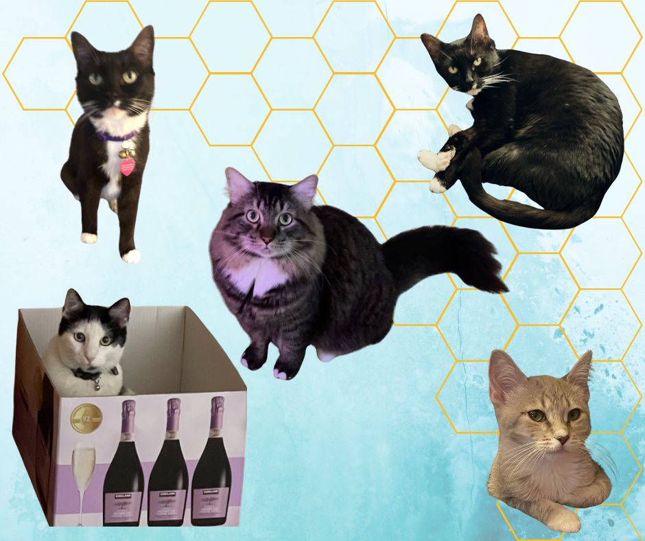 5 fur Babies